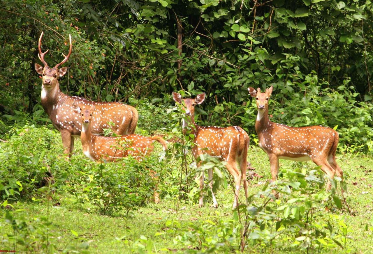 Hotel Rhinoceros-Homestay Sauraha Exterior foto